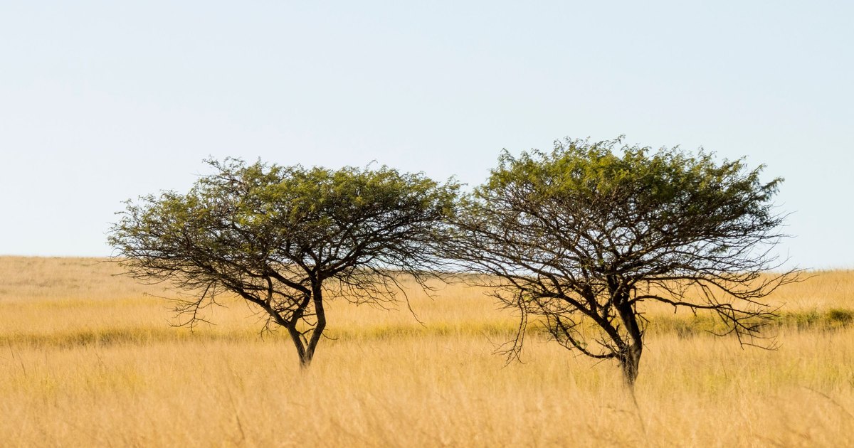 Kenya’s Mandatory Tourist Health Insurance: What Travellers Need Before Entry